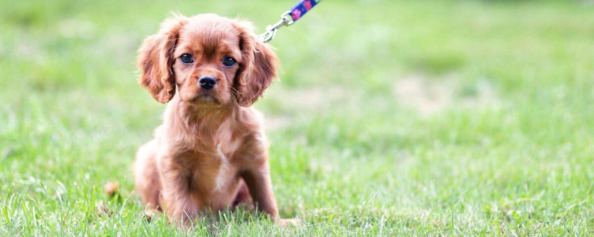 En los caminos los perros siempre con correa