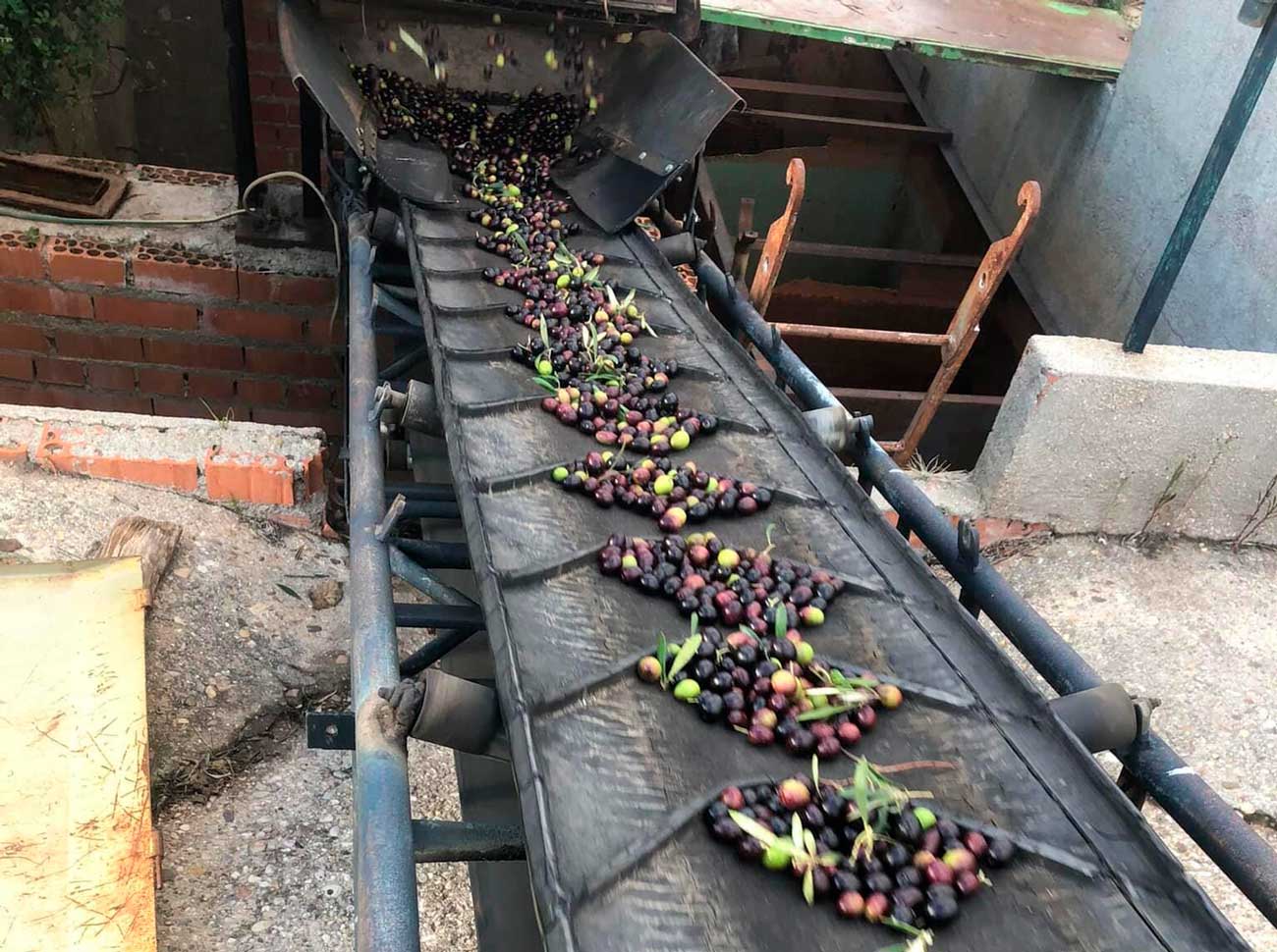 Recolección de olivas para aceite en Torres de la Alameda